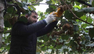 Çarşamba Ovası’nda kivi hasadına başlandı