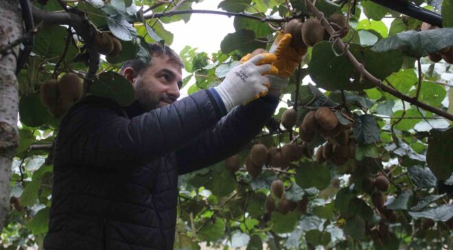 Çarşamba Ovası’nda kivi hasadına başlandı